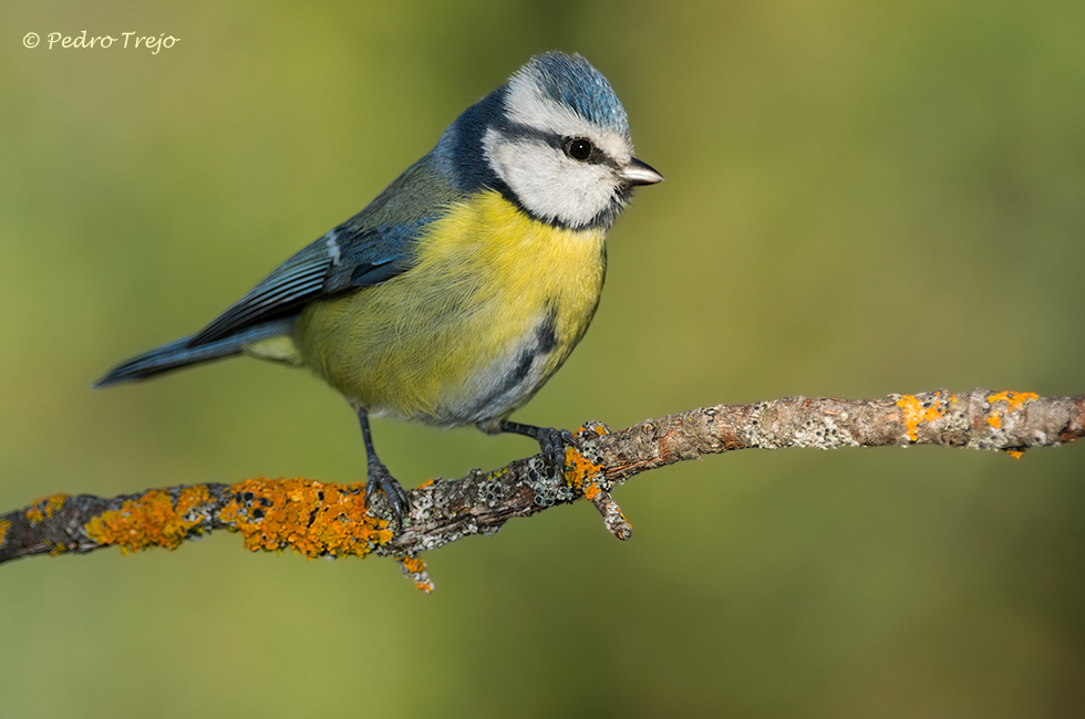 Herrerillo común (Parus caeruleus)